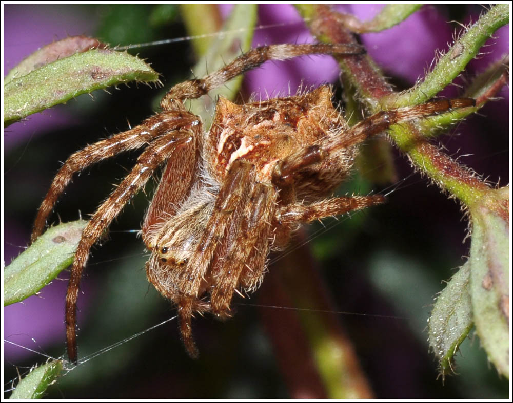 Eriophora pustulosa
