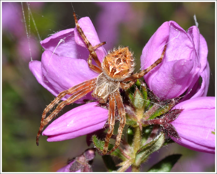 Eriophora pustulosa
