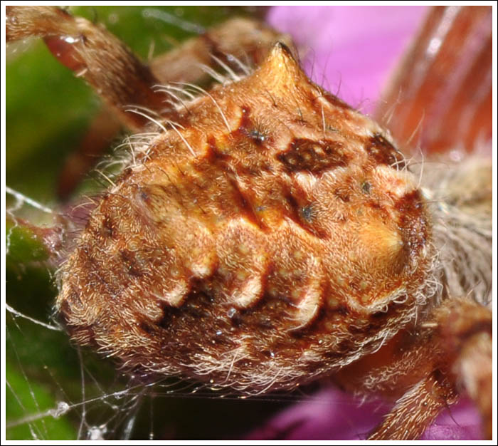 Eriophora pustulosa
