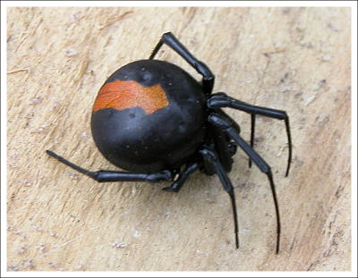 Latrodectus hasselti
