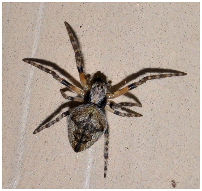 Araneidae Araneinae Eriophora or Backobourkia sp.

