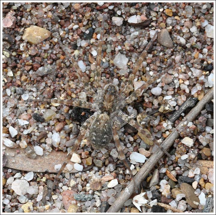 Wolf spider species.
