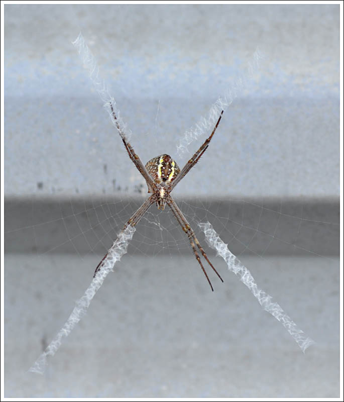 Argiope keyserlingi
St. Andrew's Cross, female
