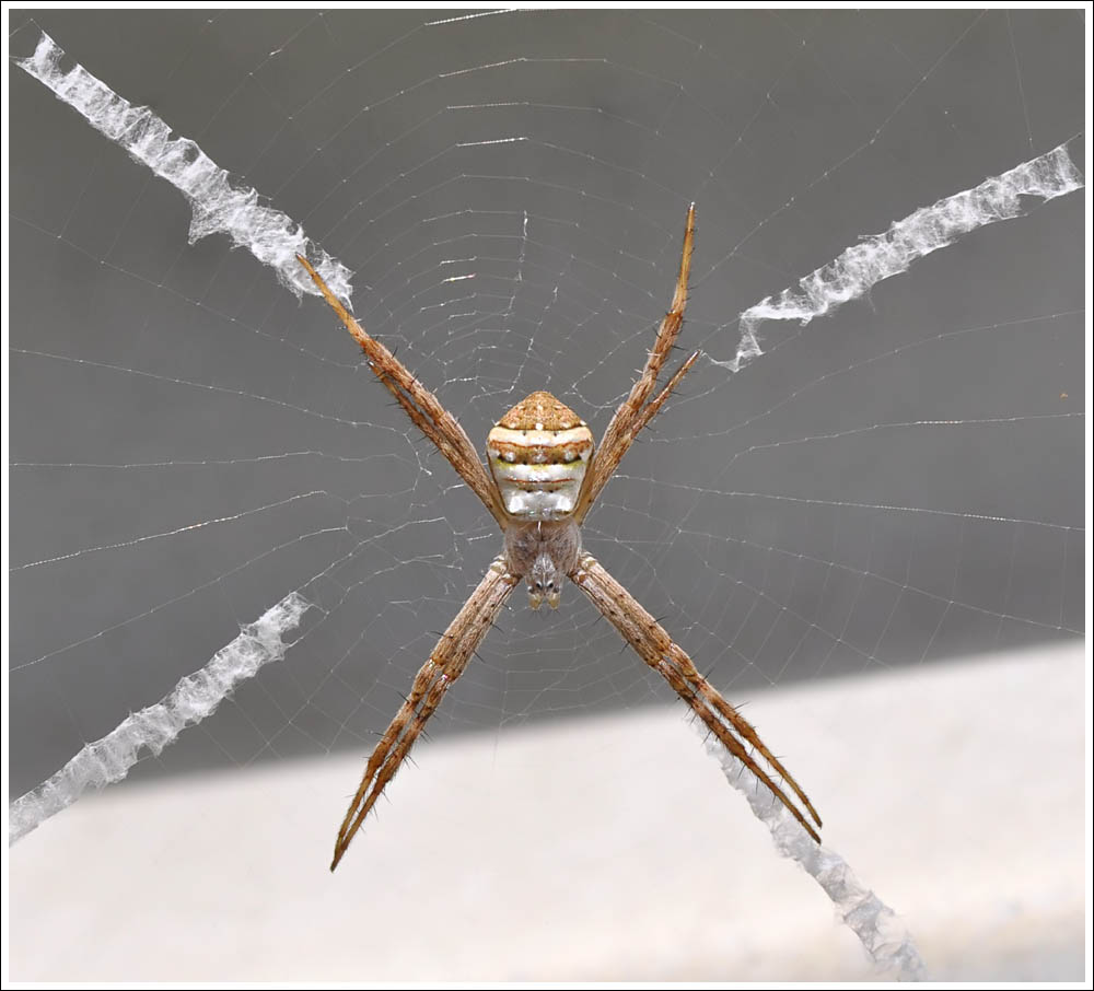 Argiope keyserlingi
St. Andrew's Cross, female
