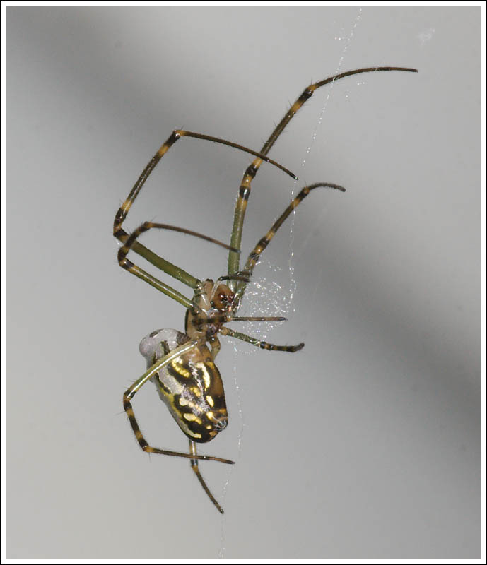 Leucauge dromedaria
Silver orb.
