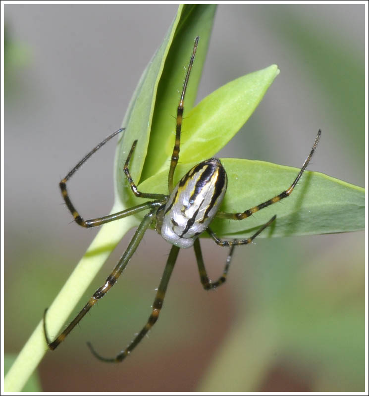 Leucauge dromedaria
Silver orb
