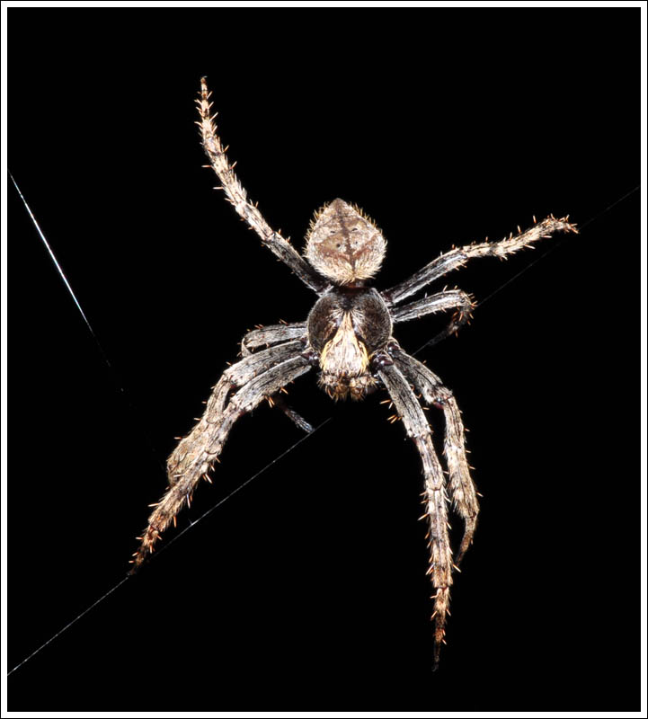 Male
