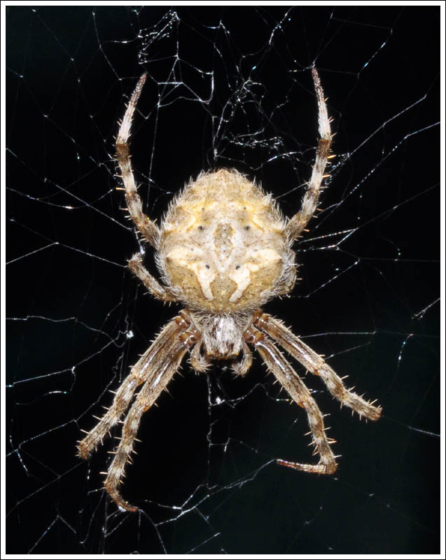 Eriophora pustulosa
