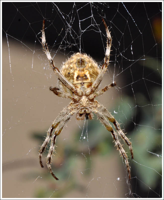 Eriophora pustulosa

