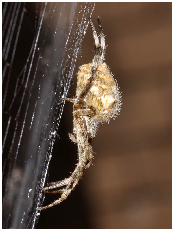 Eriophora pustulosa
