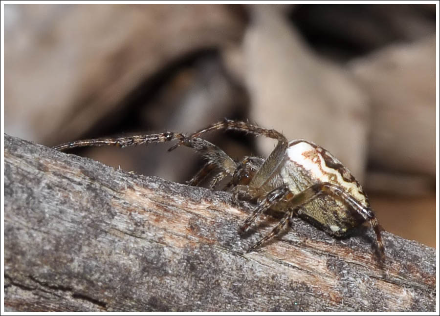 Plebs bradleyi
Enamelled Spider
