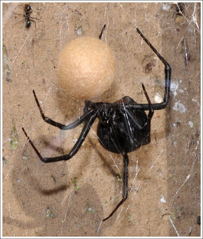 Latrodectus hasselti
Female.
