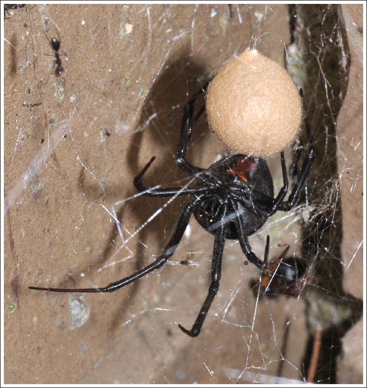 Latrodectus hasselti
Female.
