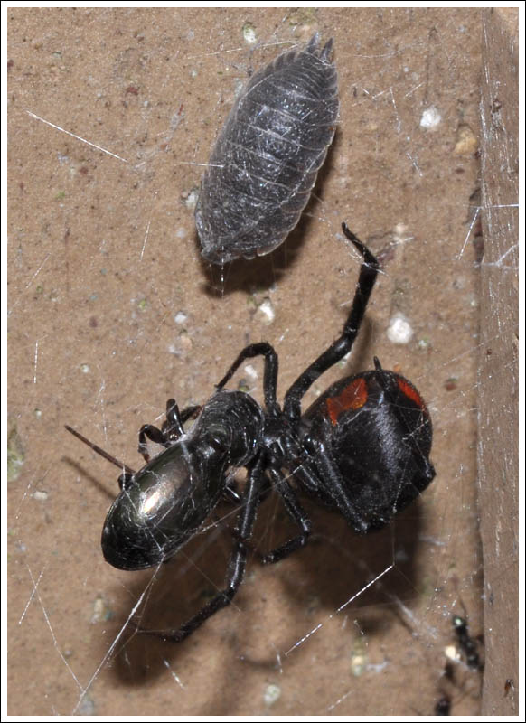  Latrodectus hasselti
Female.
