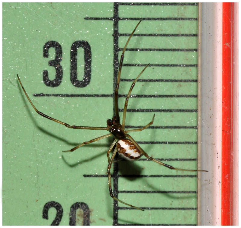  Latrodectus hasselti
Male.
