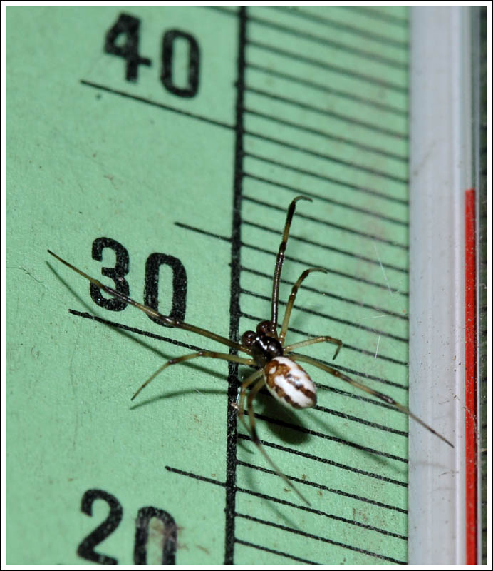 Latrodectus hasselti
Male.
