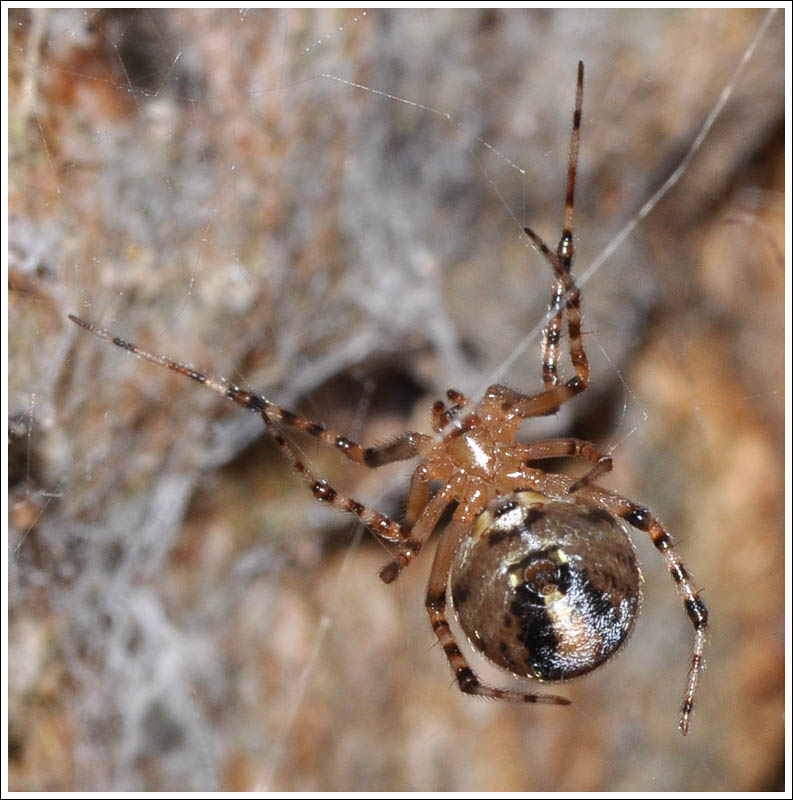 Cryptachaea veruculata
Comb-footed spider
