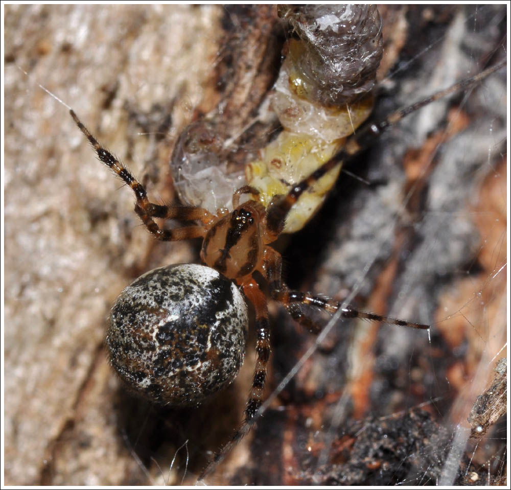 Cryptachaea veruculata
Comb-footed Spider
