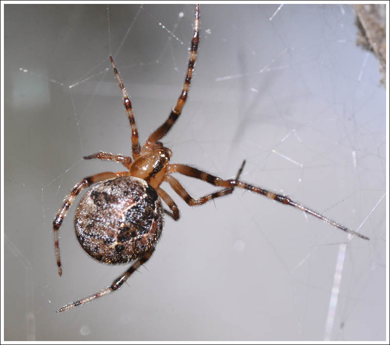 Cryptachaea veruculata
Comb-footed Spider.
