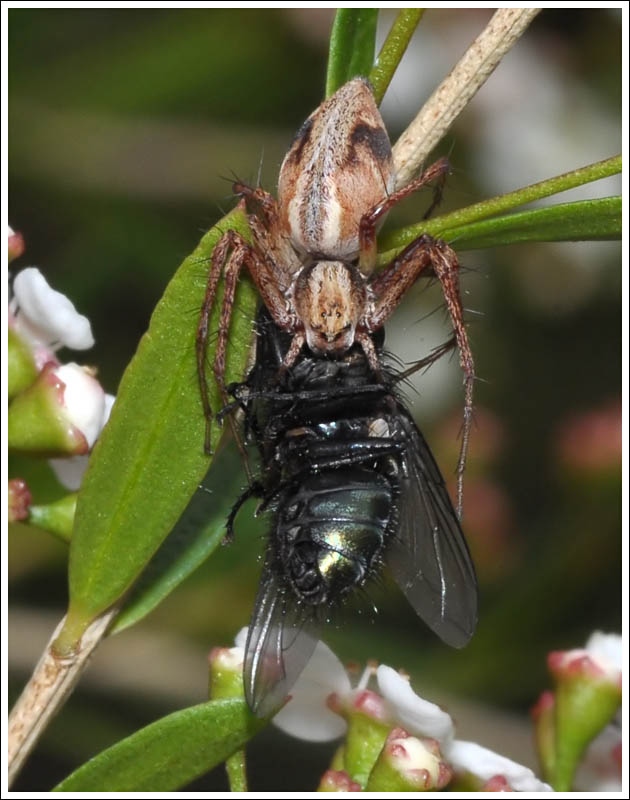 A Lynx Spider.
