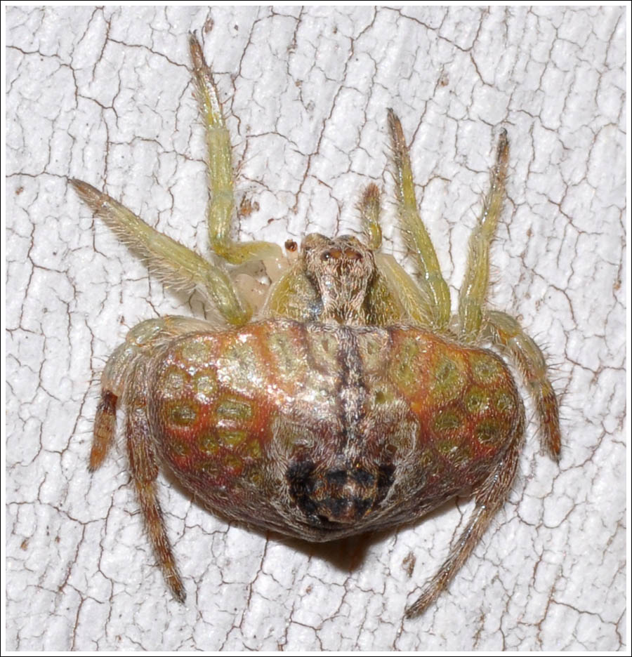  Araneinae Dolophones sp.

