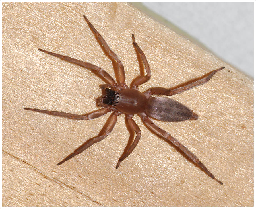Clubiona modesta

