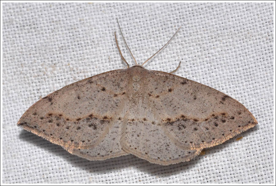 Taxeotis species
Geometridae.
Oenochrominae.
