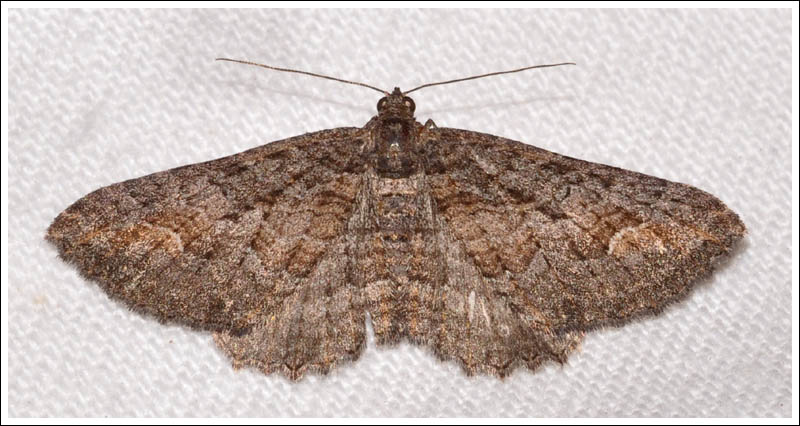 Chloroclystis ?testulata.
Geometridae.
