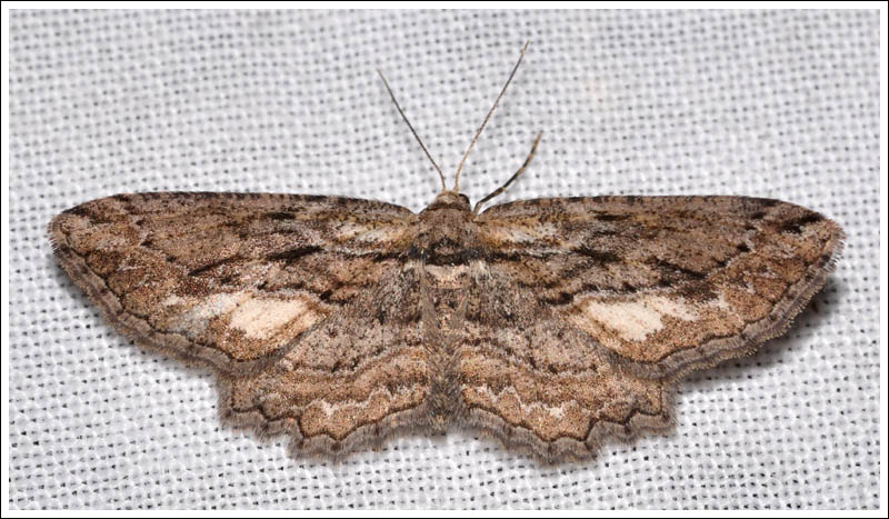 Ectropis lignea.
Geometridae
Ennominae.
