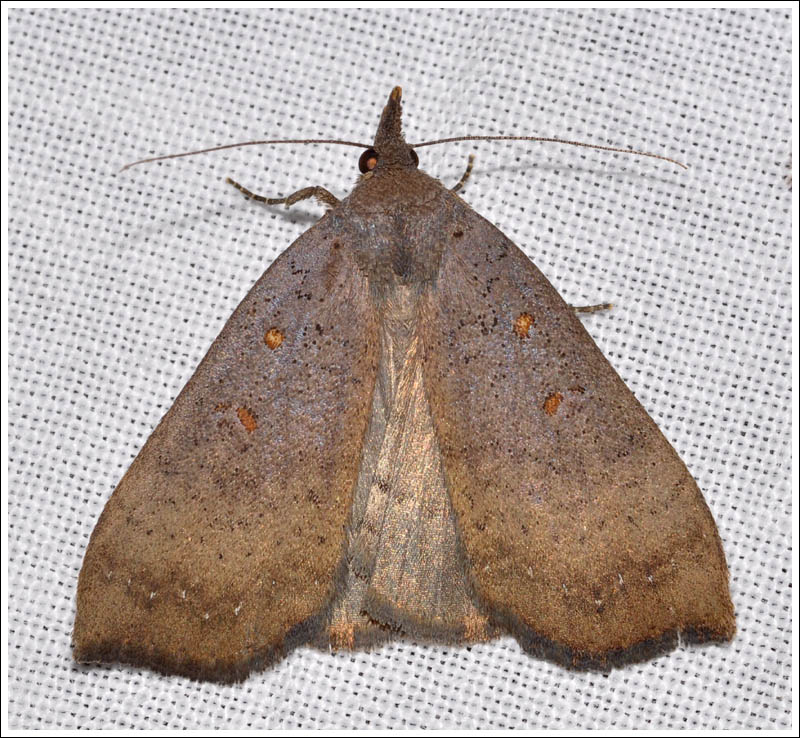 Rhapsa suscitatalis.
Noctuidae.
