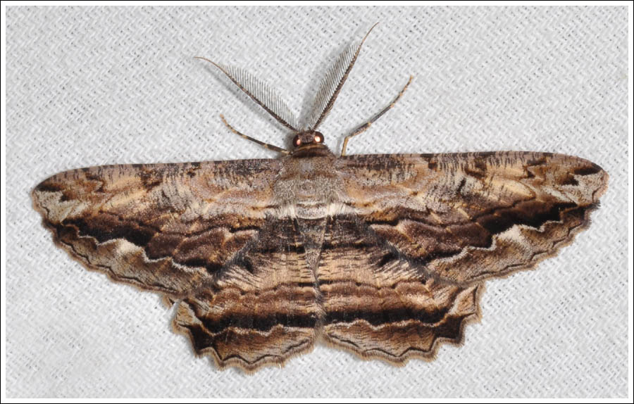 Scioglyptis lyciaria
