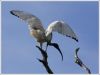 Filename=004wb.jpg
Filesize=334KiB
Dimensions=720x540
Date added=Mar 01, 2007 004wb.jpg