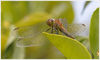 Filename=012dr2.jpg
Filesize=79KiB
Dimensions=850x510
Date added=Feb 12, 2009 012dr2.jpg