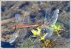 Filename=020dr2.jpg
Filesize=69KiB
Dimensions=600x418
Date added=Mar 08, 2010 020dr2.jpg