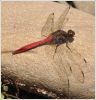 Filename=033dr2.jpg
Filesize=204KiB
Dimensions=800x833
Date added=Mar 05, 2012 033dr2.jpg