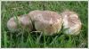 Filename=040fu.jpg
Filesize=84KiB
Dimensions=709x392
Date added=May 14, 2007 040fu.jpg