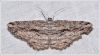 Filename=bmoths029.jpg
Filesize=169KiB
Dimensions=900x499
Date added=Mar 20, 2012 bmoths029.jpg