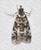 Filename=cmda024.jpg
Filesize=88KiB
Dimensions=569x700
Date added=Mar 19, 2016 cmda024.jpg