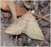 Filename=gmd025.jpg
Filesize=171KiB
Dimensions=800x737
Date added=Dec 09, 2016 gmd025.jpg