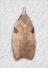 Filename=maf033.jpg
Filesize=84KiB
Dimensions=503x700
Date added=Apr 15, 2013 maf033.jpg