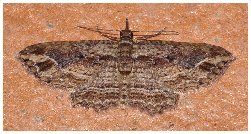 Chloroclystis filata.
Geometridae,
Larentiinae.
