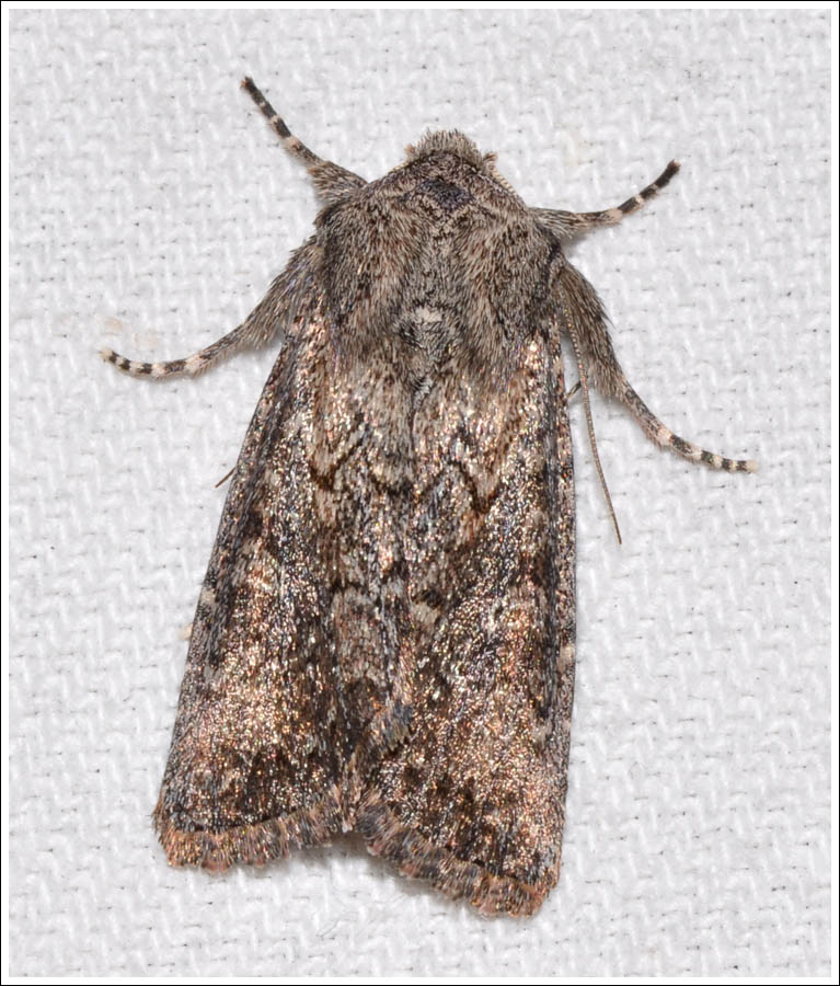 Noctuidae
